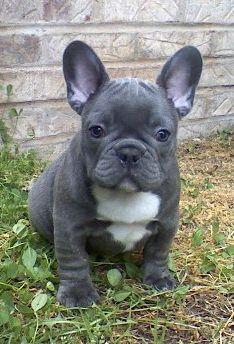 top french bulldog breeders