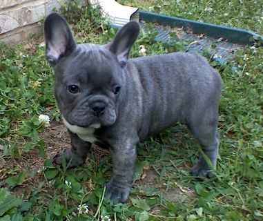 french bulldogs to adopt near me