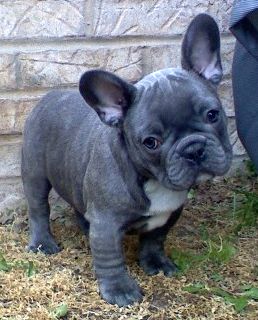 miniature blue bulldog