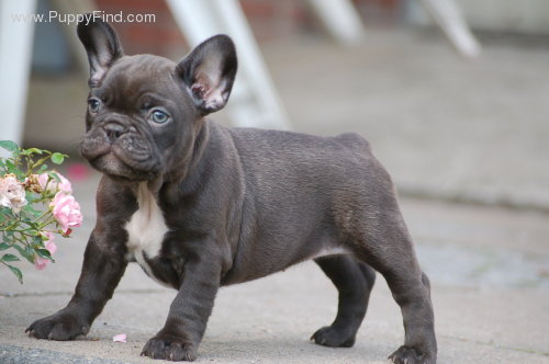 french bulldog for sale puppyfind