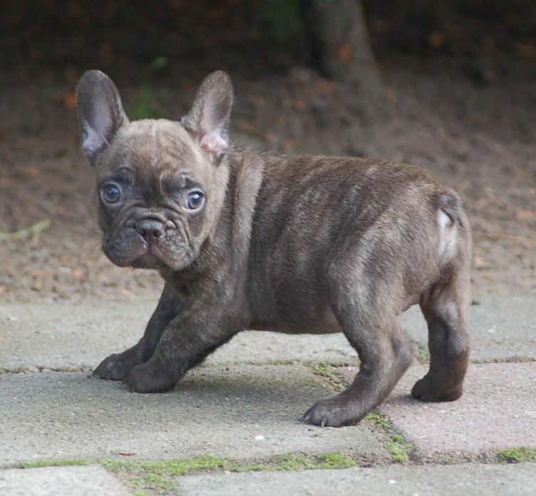 brindle female french bulldog