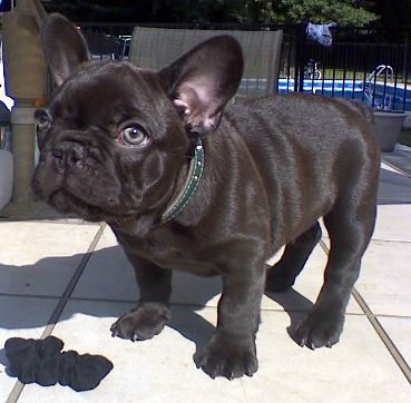 dark chocolate french bulldog